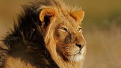 تفسير رؤية الأسد في المنام ومعاني الهروب منه وهجومه