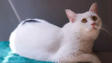 تفسير حلم القطة في المنام لابن سيرين ودلالاته للمتزوجة والمطلقة