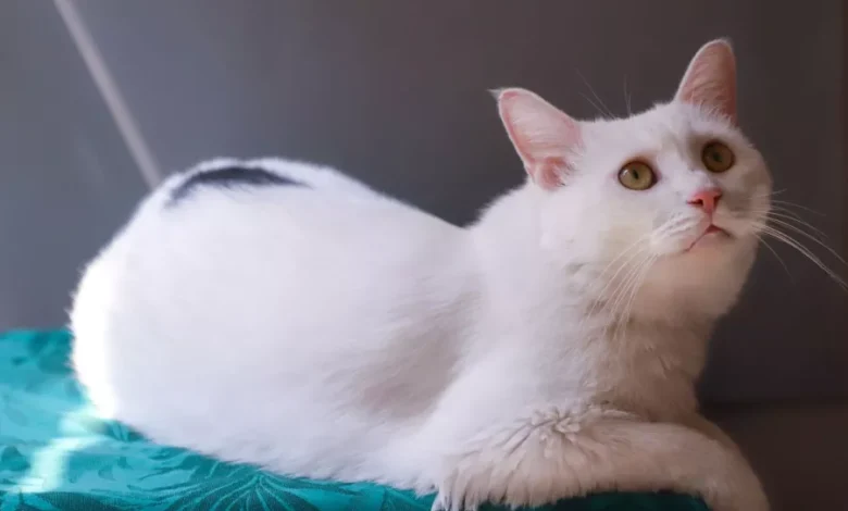 تفسير حلم القطة في المنام لابن سيرين ودلالاته للمتزوجة والمطلقة