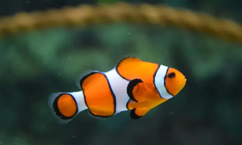 تفسير حلم السمك في المنام