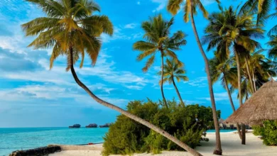 تفسير رؤية طلع النخل في المنام ودلالاته الكاملة