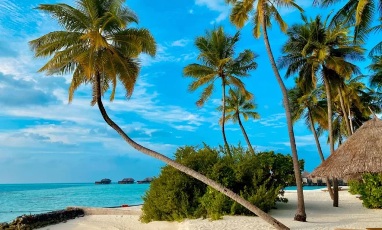 تفسير رؤية طلع النخل في المنام ودلالاته الكاملة