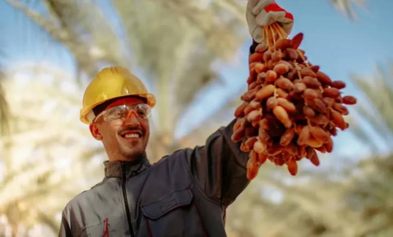 تفسير حلم قطف التمر من النخلة ودلالاته في المنام