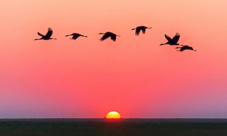 تفسير رؤية سرب الطيور في المنام لابن سيرين ودلالاتها الروحية والنفسية