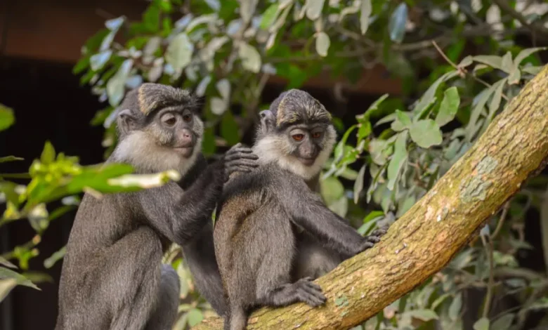 تفسير رؤية القرد في المنام للحامل عند ابن سيرين.. دلالات التحذير والمتاعب الصحية