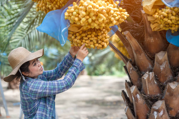تفسير حلم قطف التمر من النخلة ودلالاته في المنام