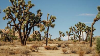 تفسير حلم الأشجار في المنام لابن سيرين: دلالات الخير والتحذير ومعاني الرؤيا