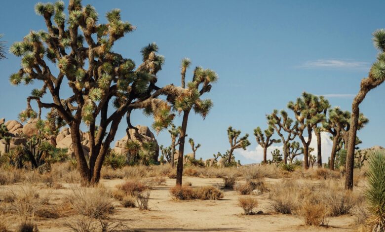 تفسير حلم الأشجار في المنام لابن سيرين: دلالات الخير والتحذير ومعاني الرؤيا