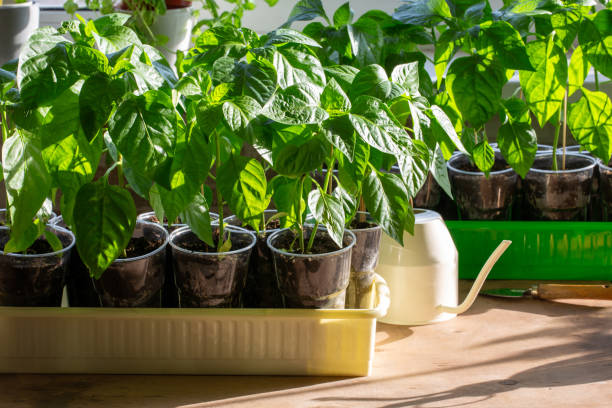 تفسير رؤية الريحان الأخضر في المنام ودلالاته النفسية والروحية