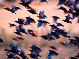 تفسير رؤية سرب الطيور في المنام لابن سيرين ودلالاتها الروحية والنفسية