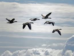 تفسير رؤية سرب الطيور في المنام لابن سيرين ودلالاتها الروحية والنفسية