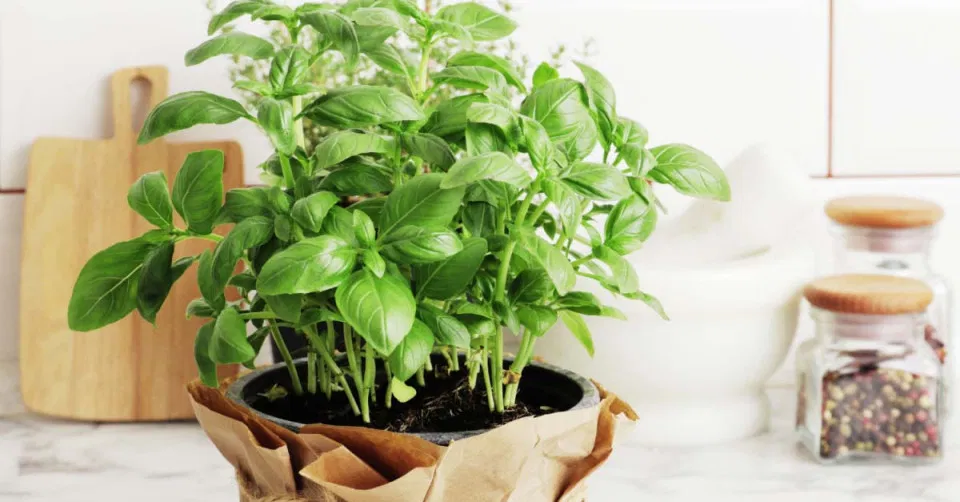 تفسير رؤية الريحان الأخضر في المنام ودلالاته النفسية والروحية