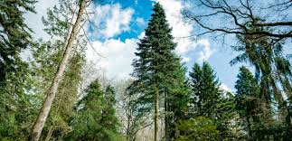 تفسير حلم الأشجار في المنام لابن سيرين: دلالات الخير والتحذير ومعاني الرؤيا