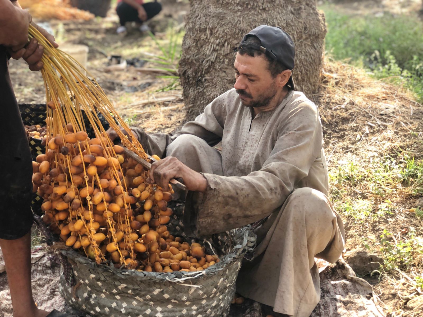 تفسير حلم قطف التمر من النخلة ودلالاته في المنام