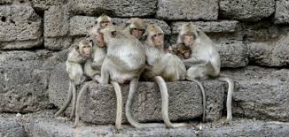 تفسير رؤية القرد في المنام للحامل عند ابن سيرين.. دلالات التحذير والمتاعب الصحية