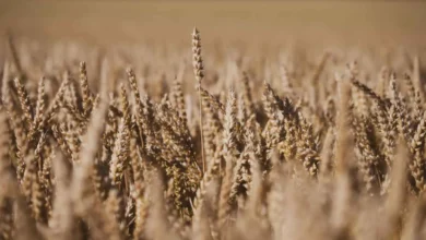 تفسير رؤية بستان القمح في المنام ودلالاته الإيجابية