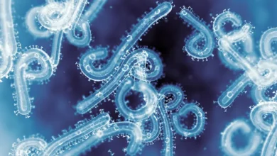 دراسة تكشف سر خطورة فيروس ماربورغ.. قدرته على اختراق الخلايا تفوق إيبولا