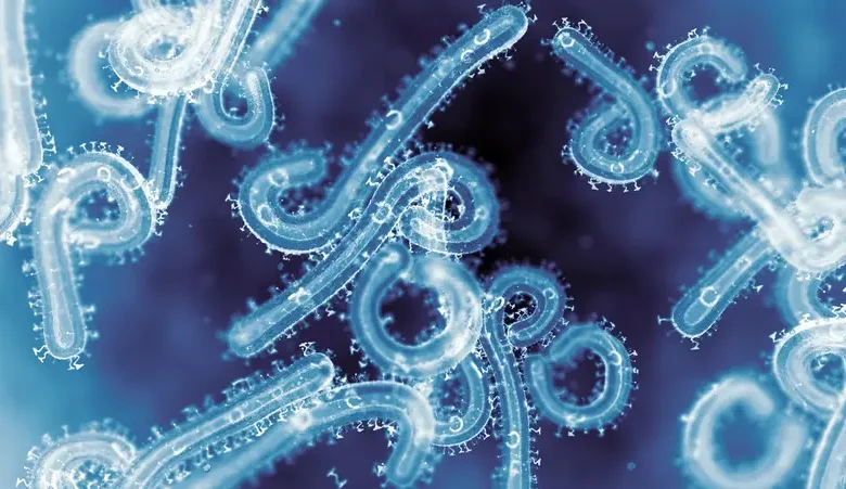 دراسة تكشف سر خطورة فيروس ماربورغ.. قدرته على اختراق الخلايا تفوق إيبولا