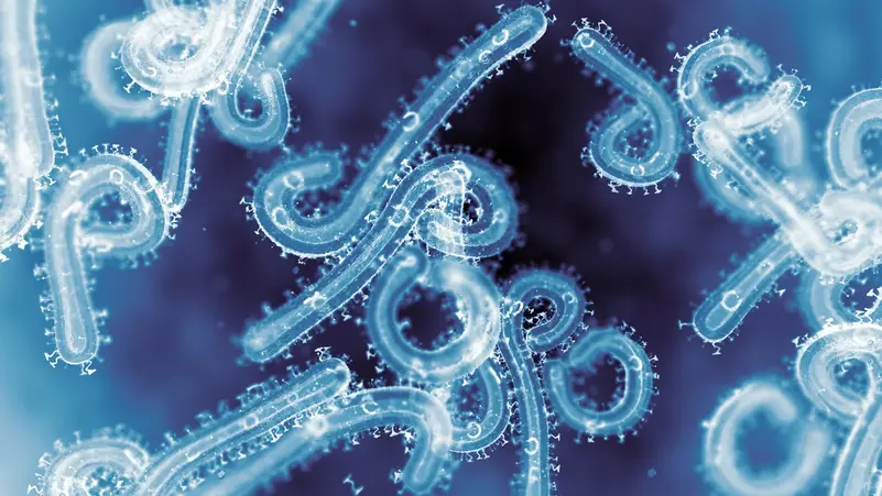 دراسة تكشف سر خطورة فيروس ماربورغ.. قدرته على اختراق الخلايا تفوق إيبولا