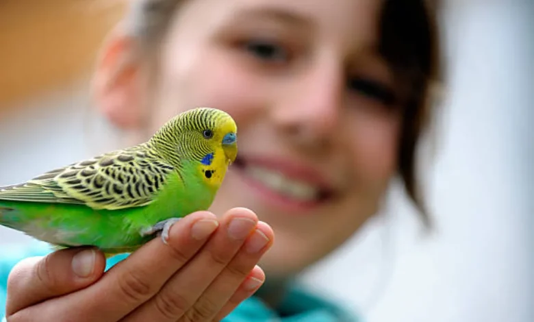 تفسير حلم إطعام العصافير في المنام لابن سيرين.. دلالات الخير والرزق والسعادة