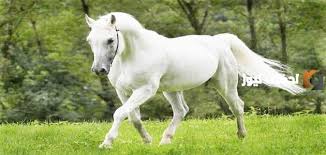 تفسير حلم ركوب الخيل الأبيض الطائر في المنام