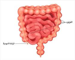 هل الزائدة الدودية عضو عديم الفائدة؟ أبحاث جديدة تكشف دورها الحقيقي
