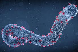 فيروس ماربورغ.. أحد أخطر الفيروسات في العالم