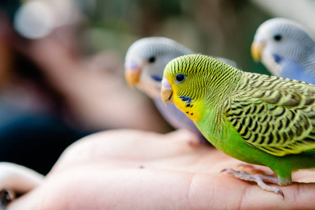 تفسير حلم إطعام العصافير في المنام لابن سيرين.. دلالات الخير والرزق والسعادة