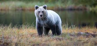 تفسير حلم الدب في المنام للعزباء لابن سيرين | دلالات الخوف والهجوم والمعاني الكاملة