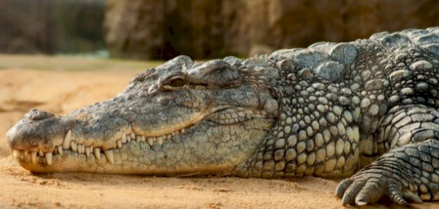 تفسير حلم التمساح في المنام للعزباء بالتفصيل: دلالات الخوف والخيانة والنجاة