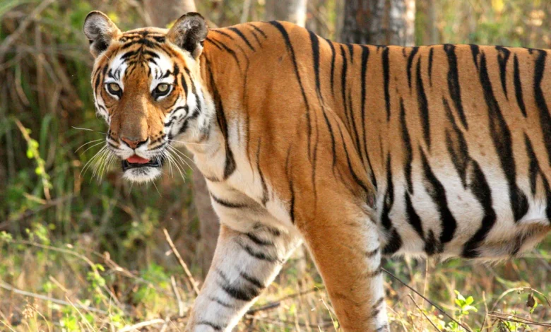 رؤية النمر في المنام وتفسير دلالاته حسب الحالة الاجتماعية