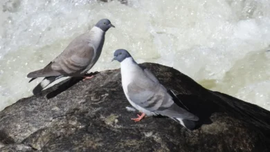 رؤية الحمام في المنام ومعانيها المختلفة حسب تفسير ابن سيرين