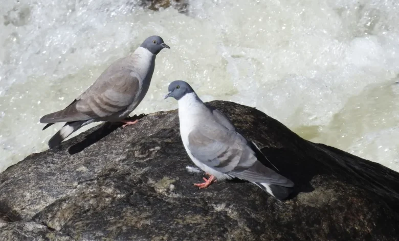 رؤية الحمام في المنام ومعانيها المختلفة حسب تفسير ابن سيرين