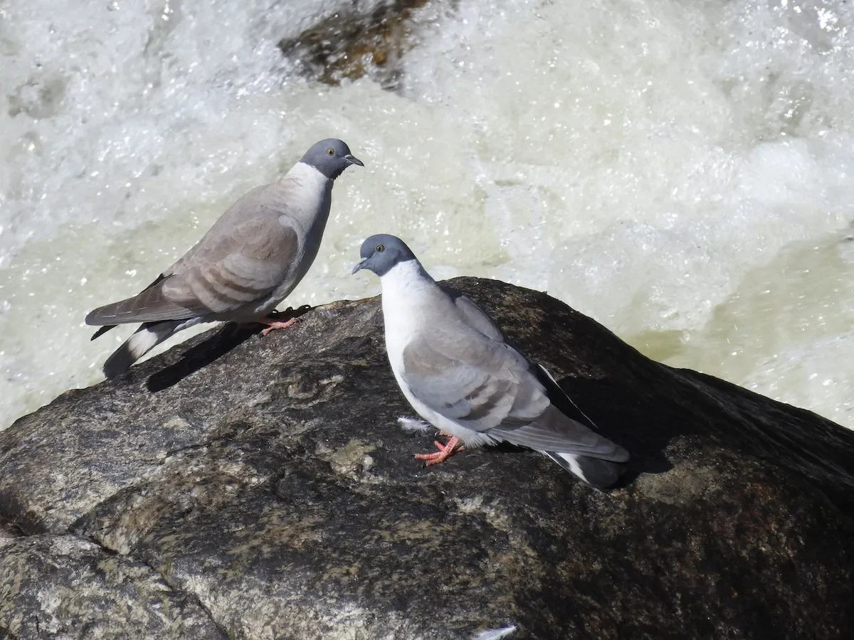 رؤية الحمام في المنام ومعانيها المختلفة حسب تفسير ابن سيرين