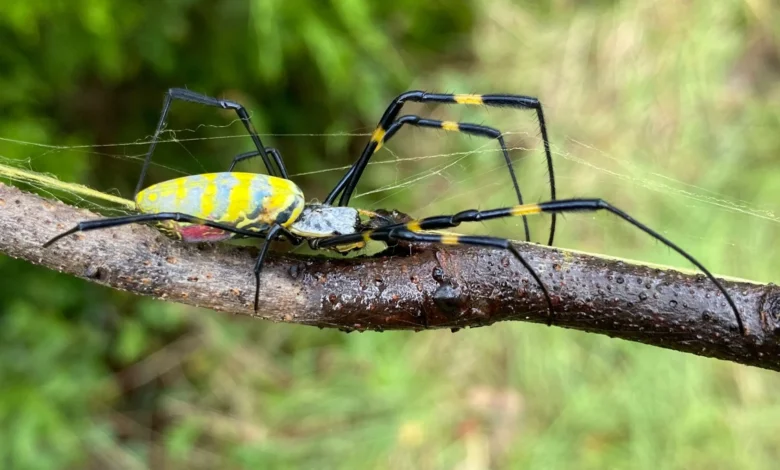 تفسير رؤية العنكبوت في المنام ودلالاته الكاملة