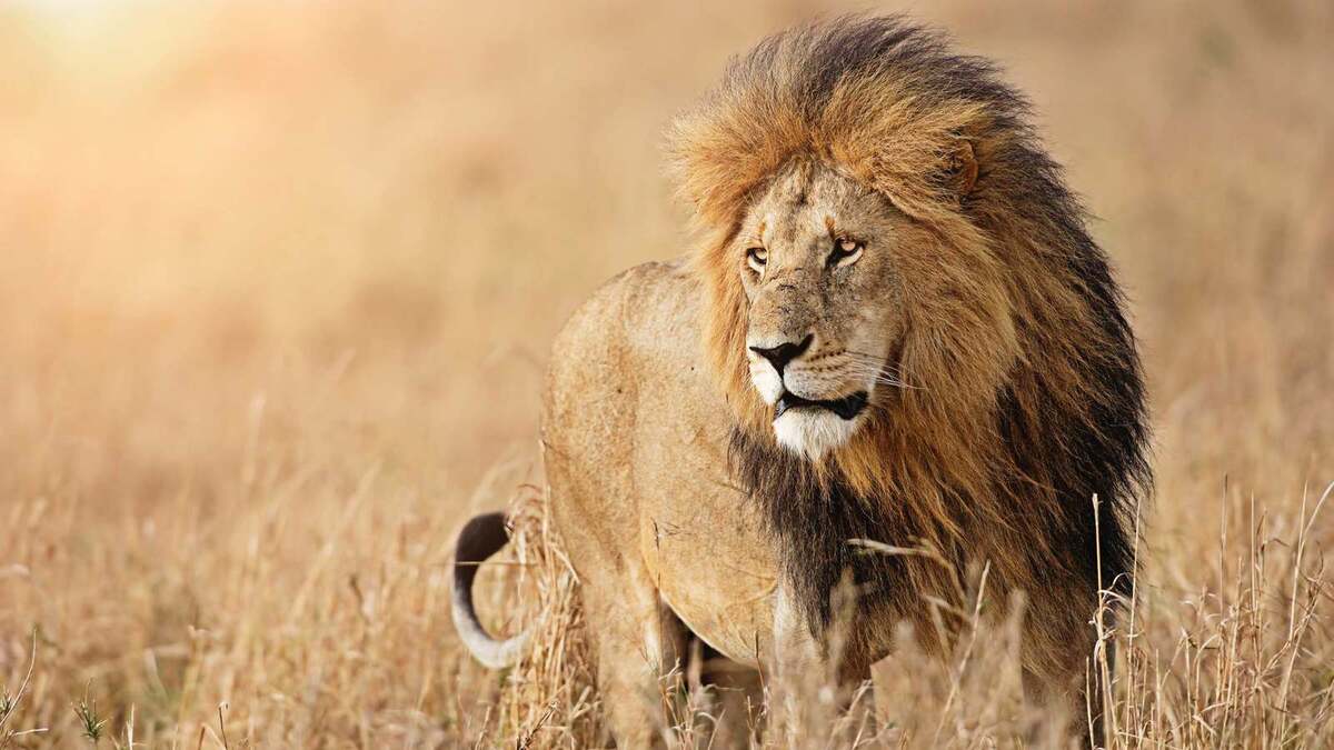 تفسير رؤية الأسد في المنام ومعاني الهروب منه وهجومه