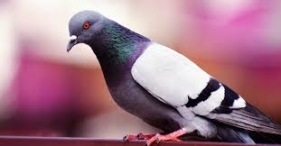 رؤية الحمام في المنام ومعانيها المختلفة حسب تفسير ابن سيرين