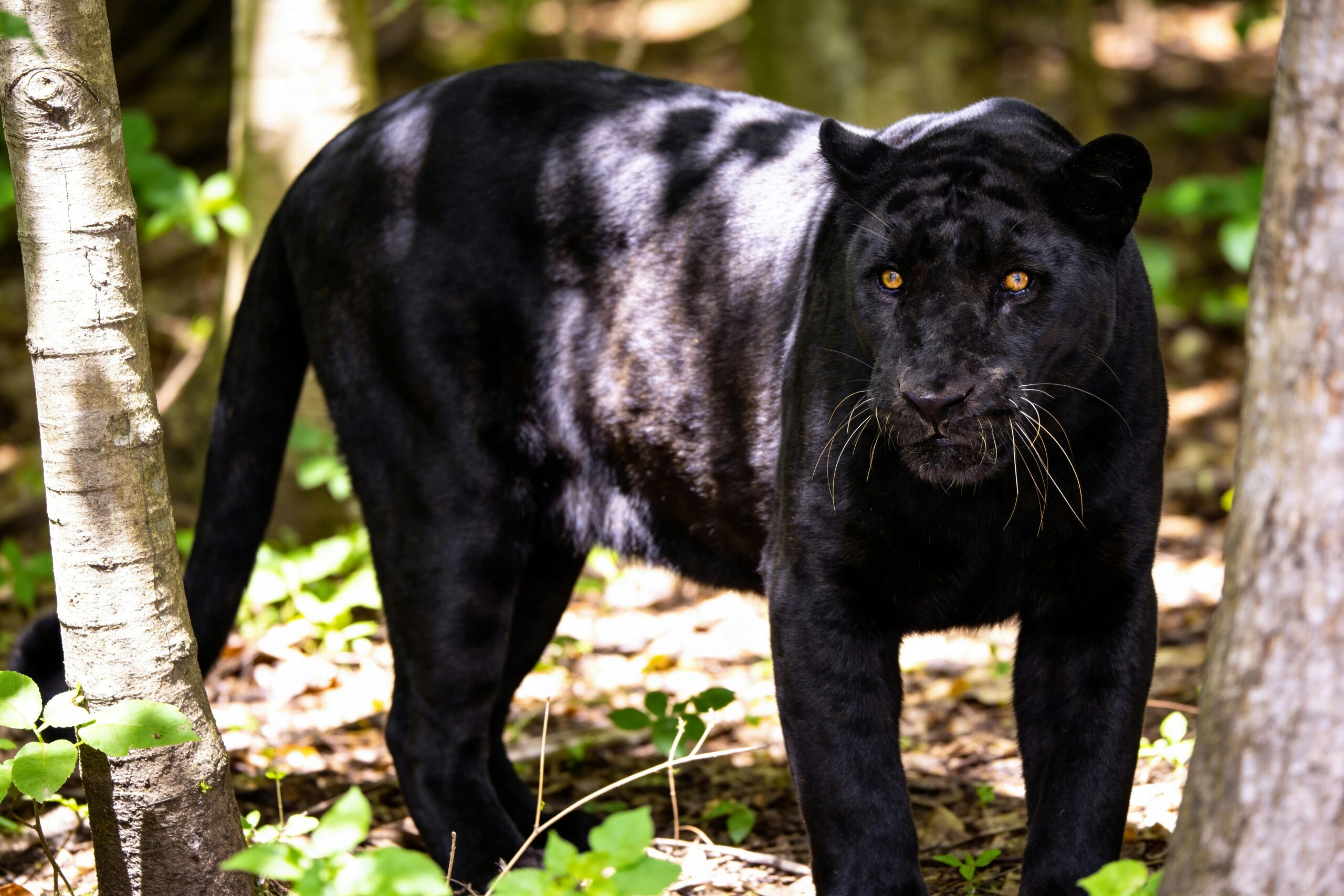 رؤية النمر في المنام وتفسير دلالاته حسب الحالة الاجتماعية
