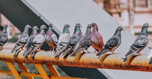 رؤية الحمام في المنام ومعانيها المختلفة حسب تفسير ابن سيرين