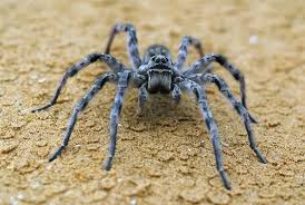 تفسير رؤية العنكبوت في المنام ودلالاته الكاملة