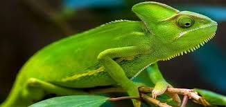 تفسير حلم الحرباء في المنام للحامل لابن سيرين ودلالاته الكاملة