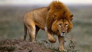 تفسير رؤية الأسد في المنام ومعاني الهروب منه وهجومه